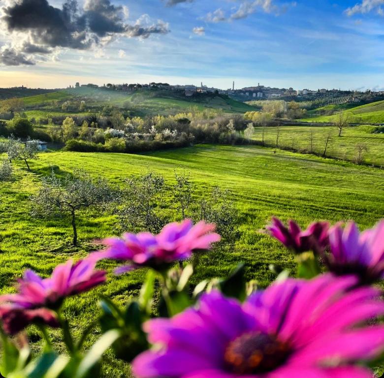 a field with pink flowers in the foreground at Agriturismo La Corte del Sole in Siena