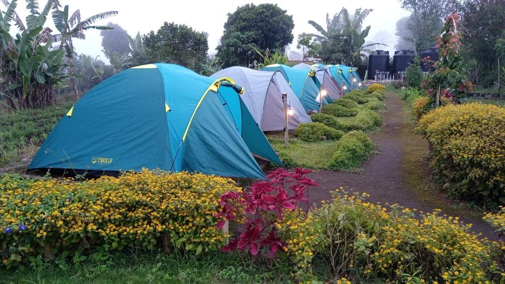 rząd namiotów na polu kwiatów w obiekcie The Gate Rinjani w mieście Sajang