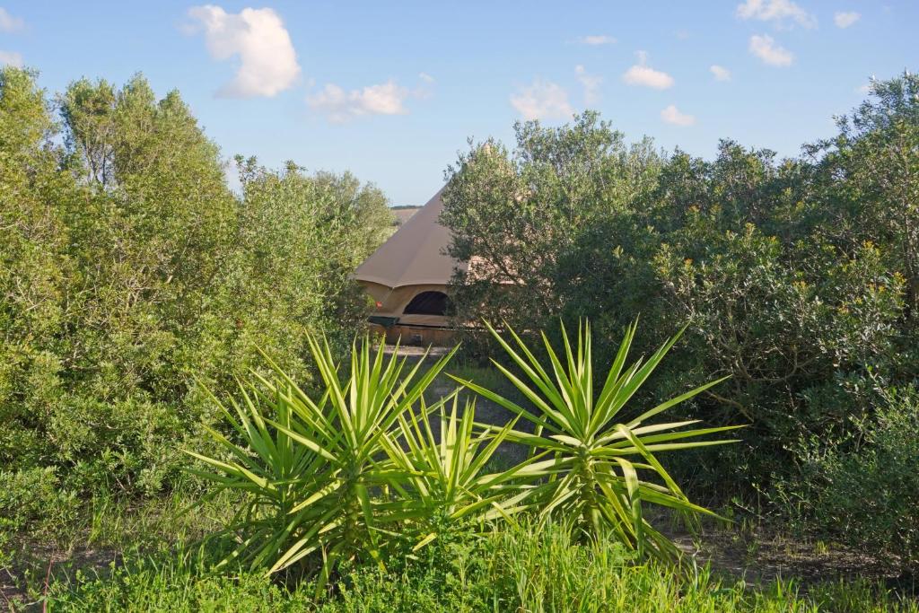 Tranquilo Glamping - テント