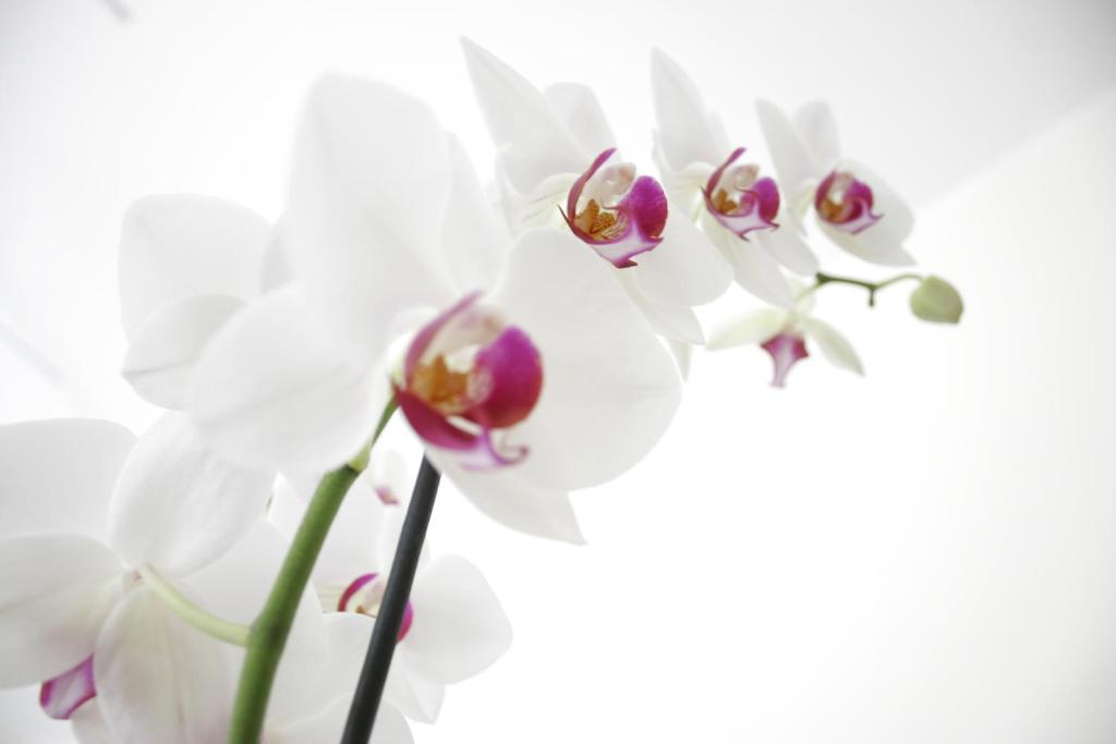 a group of white orchid flowers on a white background at Hotel Sorriso in Venice-Lido