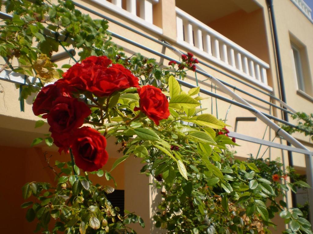 un montón de rosas rojas colgando de un edificio en Apartments Tare, en Vodice