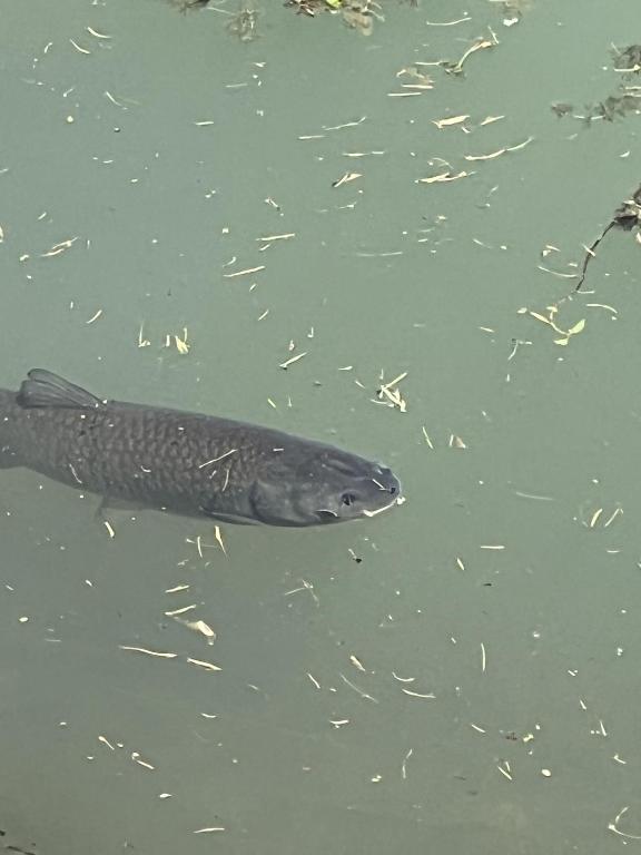Fotografie z fotogalerie ubytování Haus am Fischteich v destinaci Feistritz ob Bleiburg