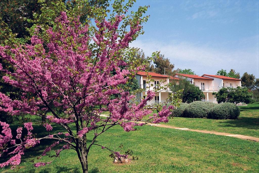 Ai Pini Medulin Resort في ميدولين: شجرة مع الزهور الأرجوانية في الفناء
