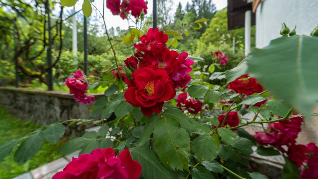 a bunch of red roses in a garden at Holiday house Kajfes in Brod na Kupi