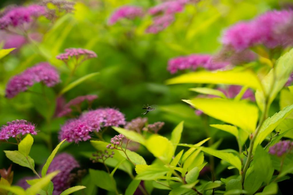 a beetle sitting on a bunch of purple flowers at Holiday house Kajfes in Brod na Kupi