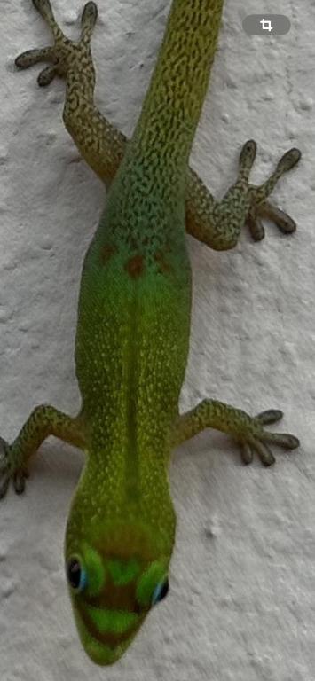 a green lizard is laying on the ground at studio Les Alysées in Saint-Pierre