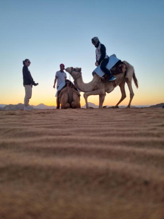 a group of people riding camels in the desert at Kylie magic camp in Wadi Rum