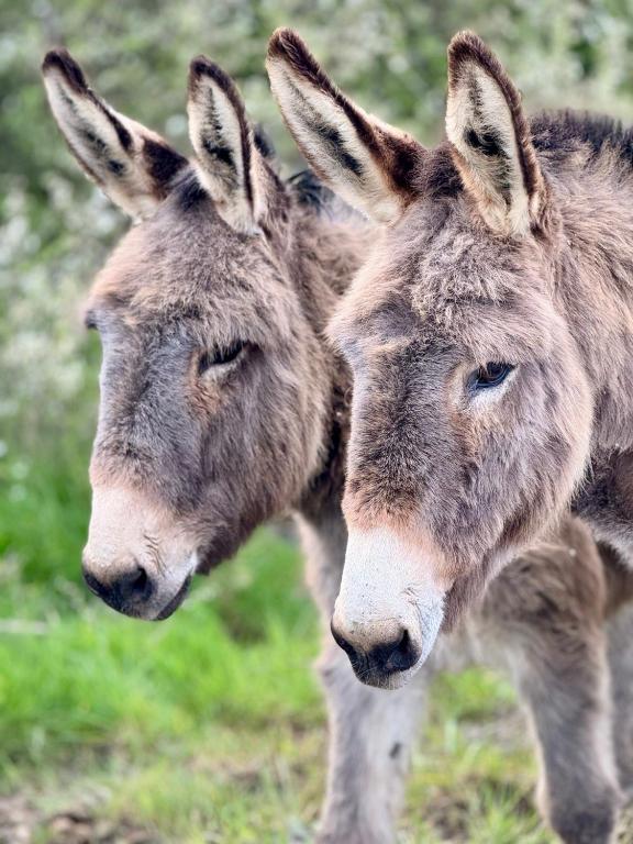 two donkeys standing next to each other in a field at Éco-Domaine La Fontaine Hotel Spa &amp; Résidence in Pornic