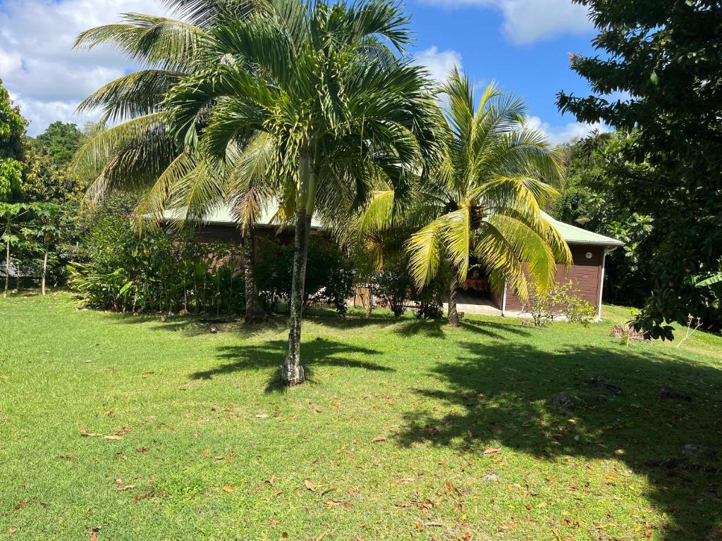 two palm trees in a yard next to a house at Villa nature in Le Moule