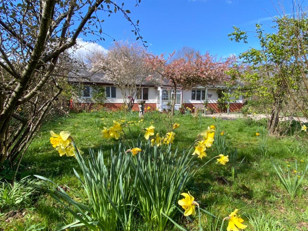 Rose Cottage في Blakemere: حقل من الزهور الصفراء أمام المنزل