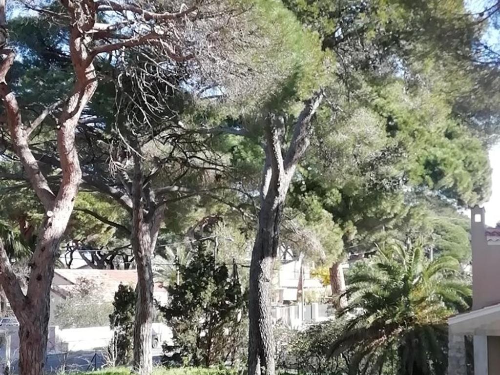 un groupe d'arbres devant une maison dans l'établissement Charmant Studio à Hyères, Proche Plage et Port, Parking et WIFI Inclus - FR-1-335-200, à Hyères