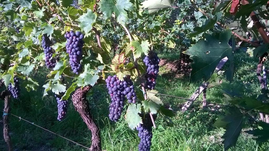 Zahrada ubytování Bio B&B Vivere la Vita