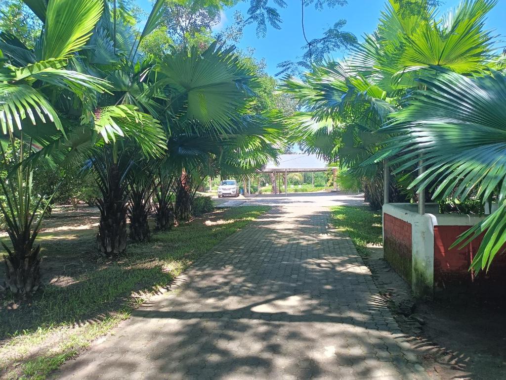 a road with palm trees on the side of it at Chai Seeds Resort in Mākum