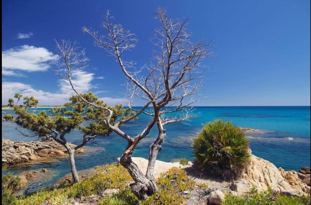 dos árboles en una playa cerca del agua en Villa Vera trifamigliare con ingresso diretto 20 mt al mare clima wi-fi bbq, en Cala Liberotto