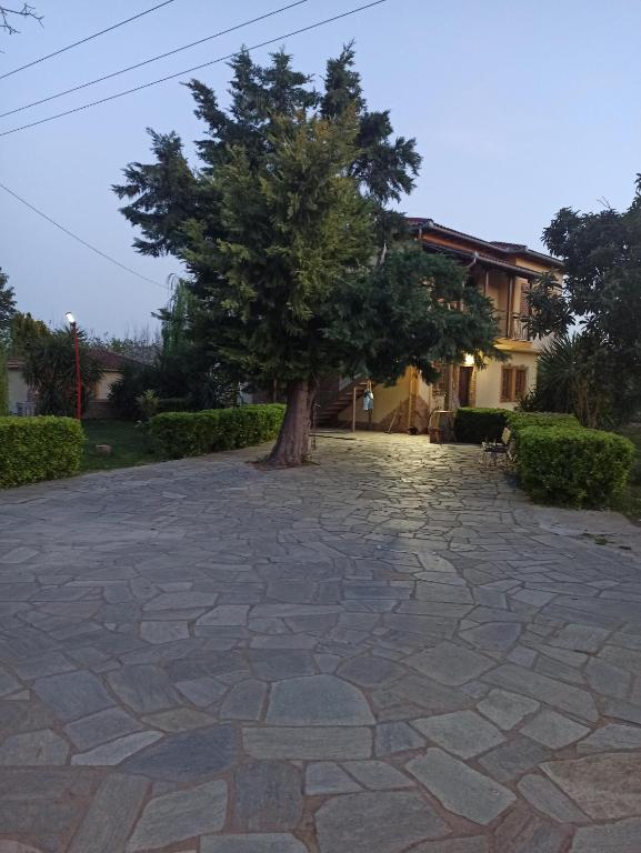 a tree in the middle of a stone driveway at Fotini's Paradise in Platanidia