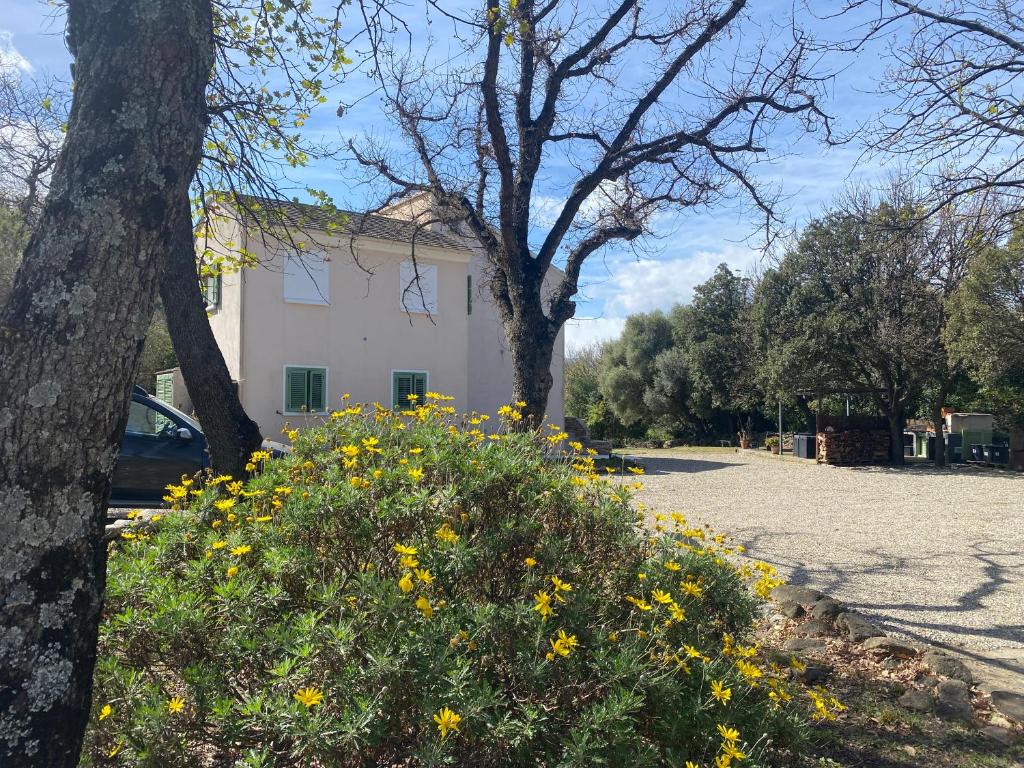 a bush with yellow flowers in front of a building at U FARNIENTE in Patrimonio