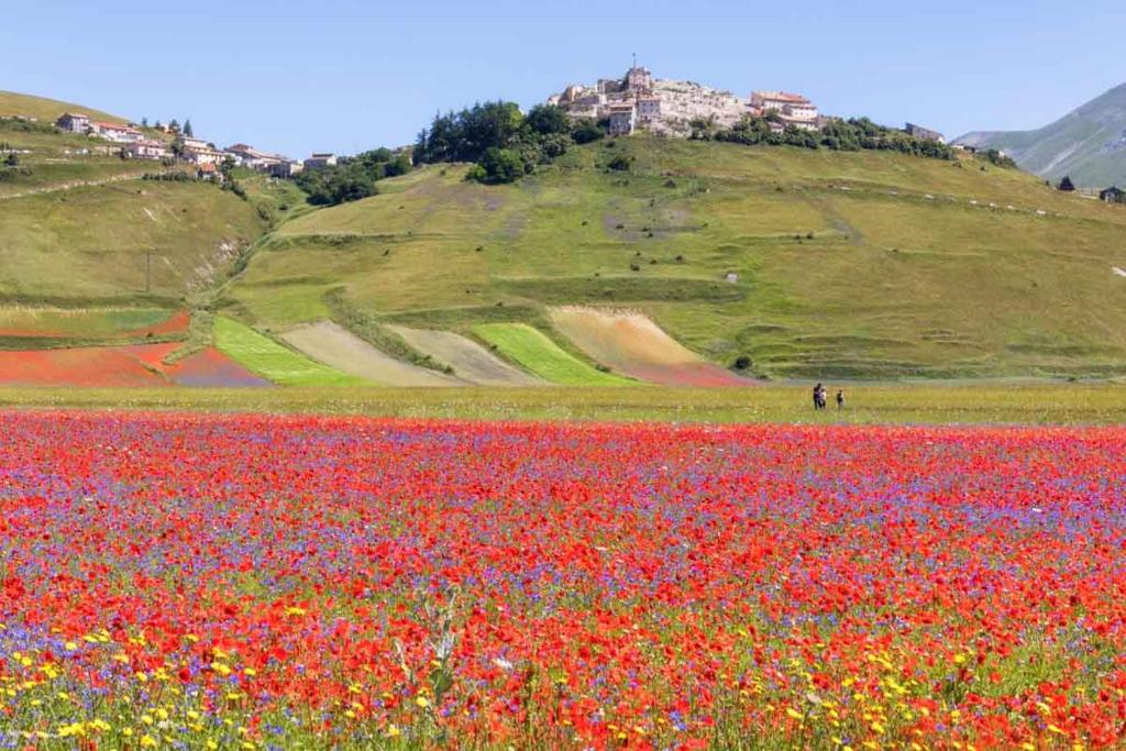 a field of red flowers with a hill in the background at Agriturismo Monte Veletta in Castelluccio