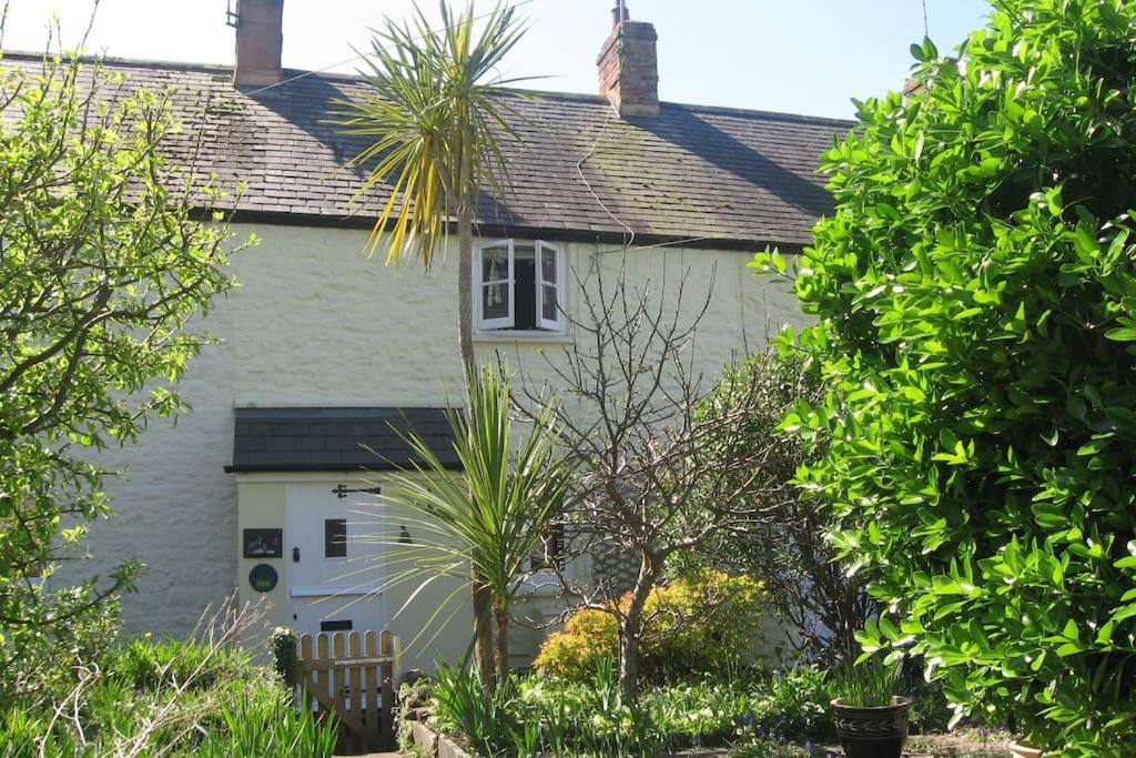 a white house with a palm tree in front of it at Lime Cottage in Minehead