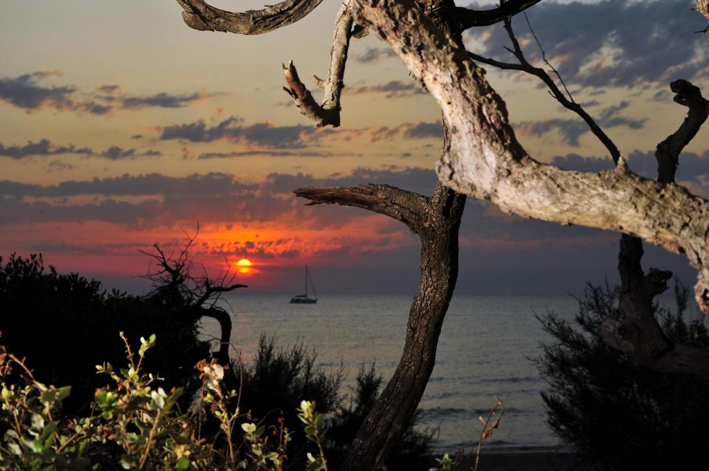a sunset with a sailboat in the water and a tree at Hotel Aurora in San Vincenzo