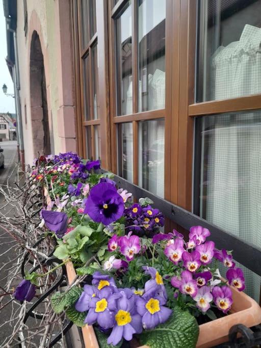 Escapade en Alsace - gîte de charme pour deux à Bergheim – photo 15