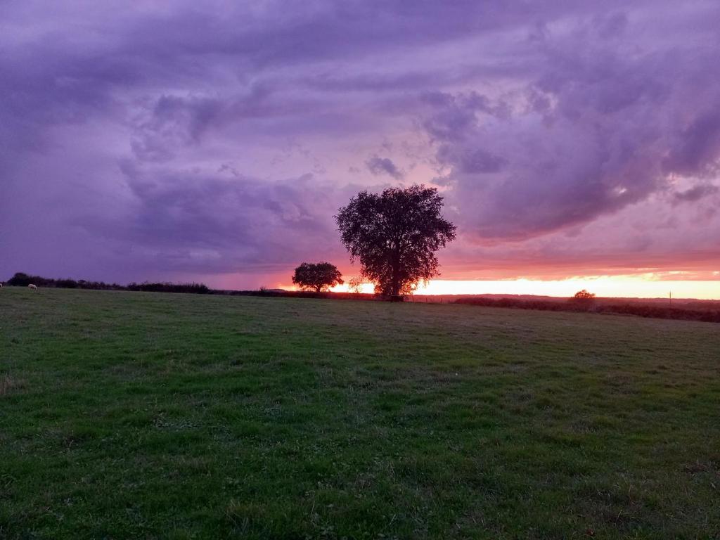 Ein Baum mitten auf einem Feld bei Sonnenuntergang in der Unterkunft Les Chaumes Violettes in Cluis