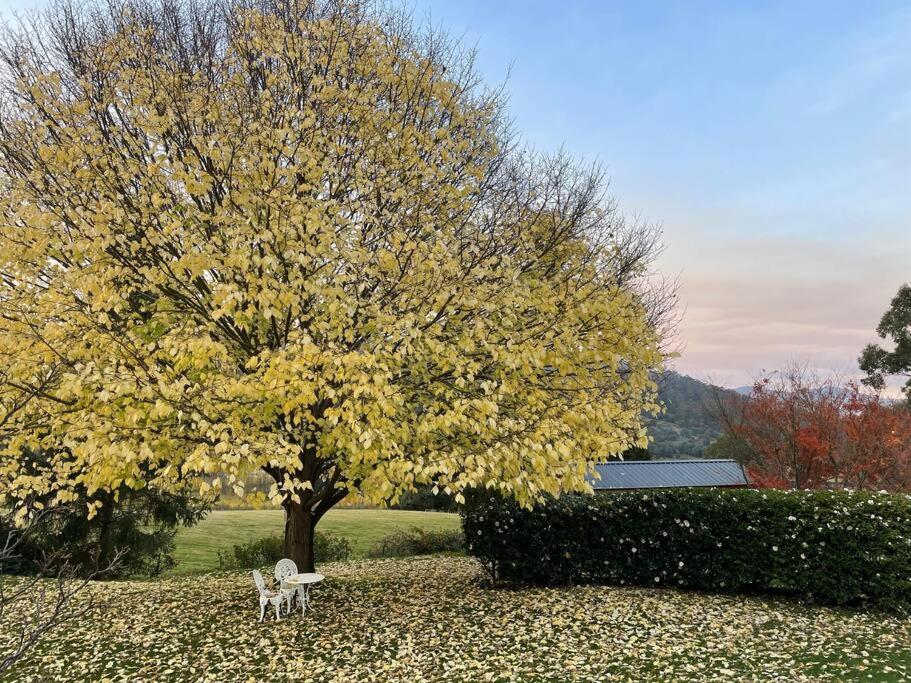 un árbol con dos bancos blancos bajo un árbol en Maple Hill Cottage en Castle Forbes Bay