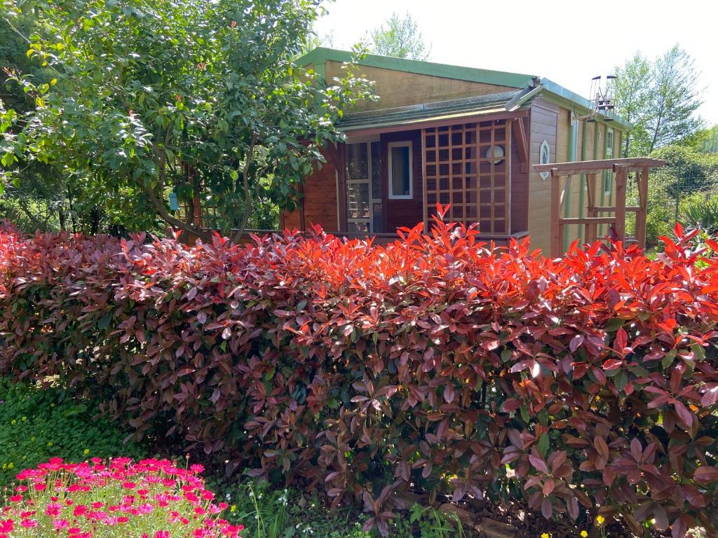 une haie de fleurs rouges devant une maison dans l'établissement Beach house à Marina di Sorbo …Corse, à Sorbo-Ocagnano