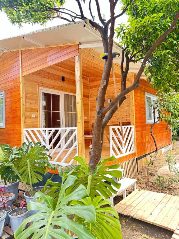 eine Holzhütte mit einer Veranda und einem Baum in der Unterkunft Cemils Guest House in Cıralı