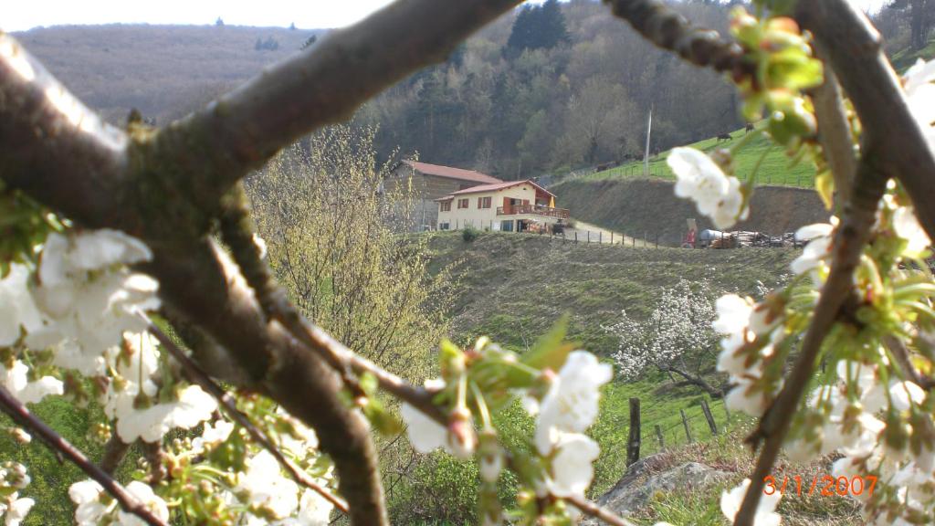 un árbol con flores blancas delante de una casa en le Mirador, en Courzieu