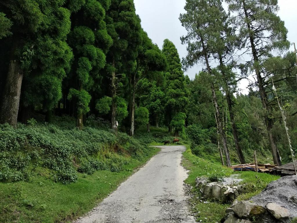 a dirt road in the middle of a forest at India Tours Only Smriti Homestay in Rongli