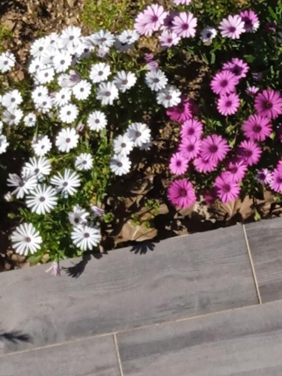 un bouquet de fleurs roses et blanches dans un jardin dans l'établissement Provencal style home in Mediterranean seaside town, à La Londe-les-Maures