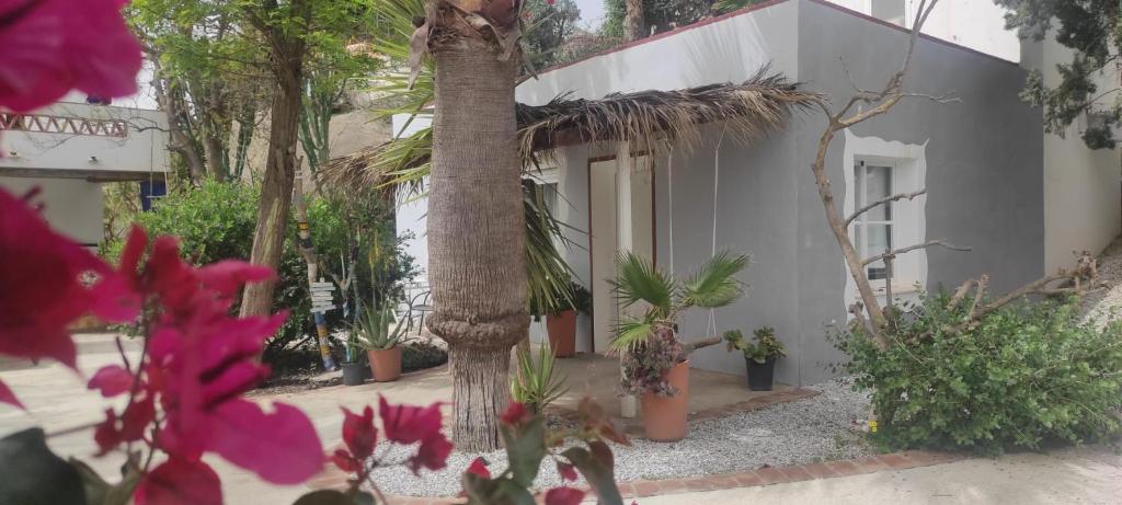 een wit gebouw met potplanten en een palmboom bij Lovely Guesthouse in Benajarafe in Benajarafe