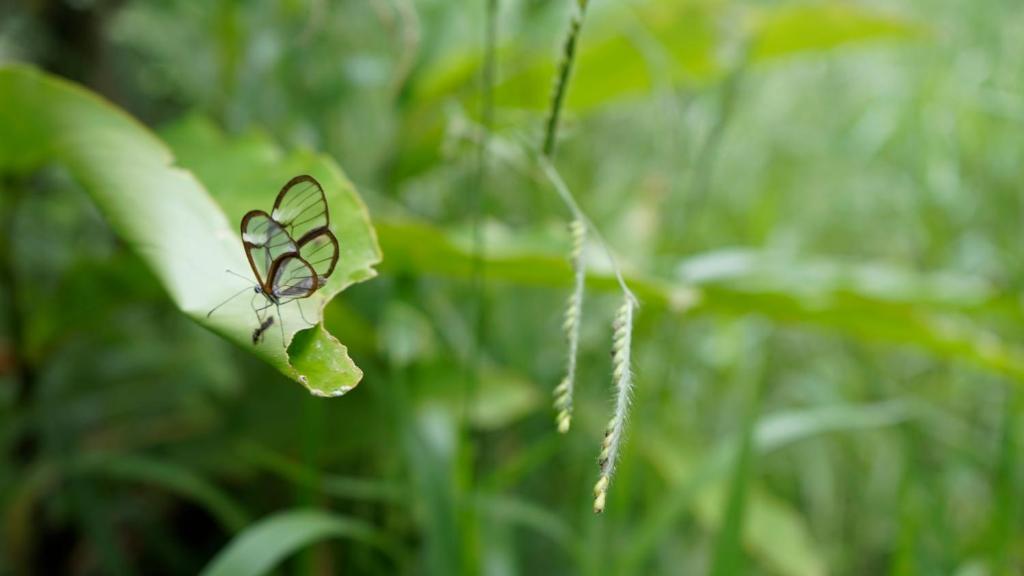 a small butterfly sitting on a green leaf at Bosque de Oro in Apía