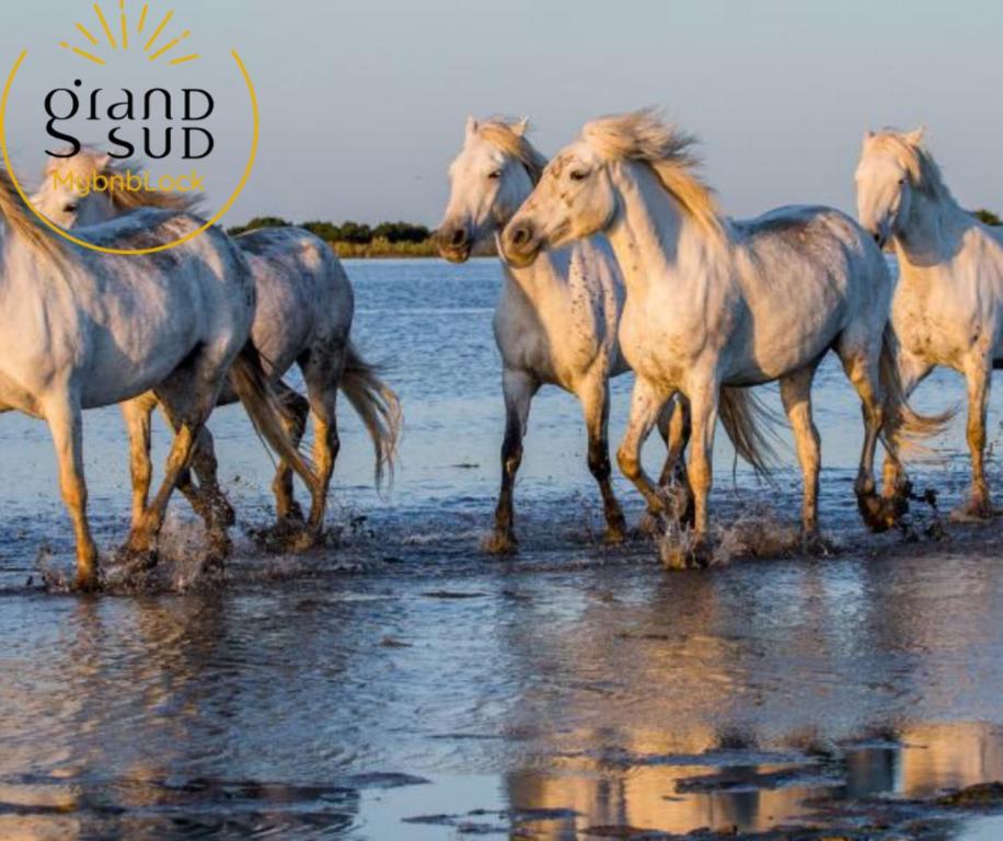 a group of horses running in the water at Les Pieds dans le Sable in Le Grau-du-Roi