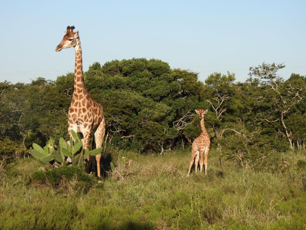 Dos jirafas están de pie en un campo en The Ranch House at African Safari Lodge, en Grahamstown