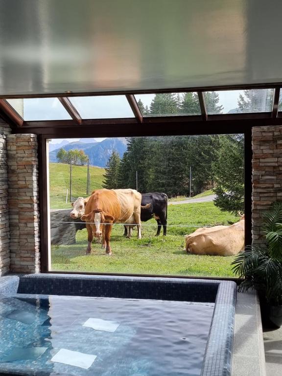 Zvířata v hotelu nebo okolí