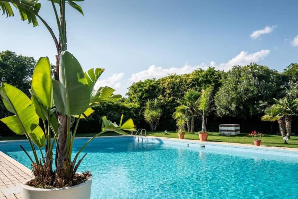a swimming pool with a palm tree next to it at Appartamento con piscina per 4 persone in San Cataldo