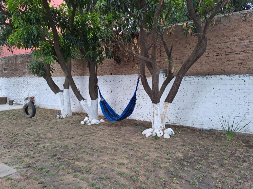 eine Gruppe von Bäumen mit einer Hängematte zwischen ihnen in der Unterkunft Lugar de descanso in Santa Cruz de la Sierra