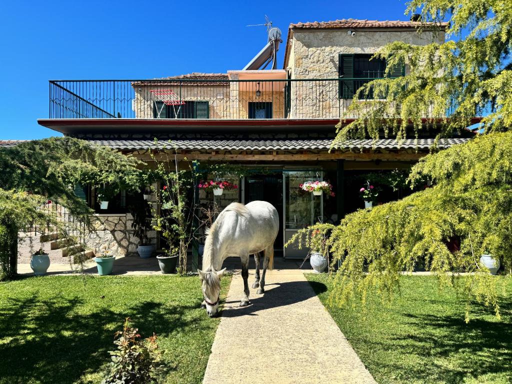 un caballo blanco pastando frente a una casa en Orange Lemon Garden, 
