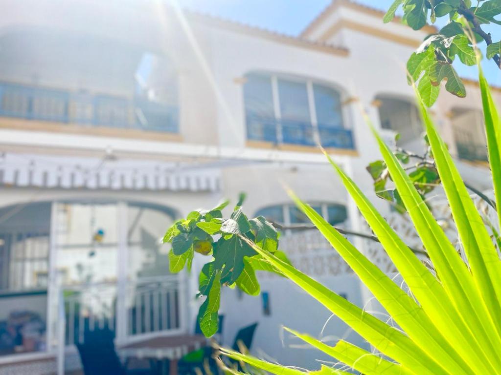 uma casa com uma planta verde em frente em Apartamento Flamingo Gran Alacant em Santa Pola