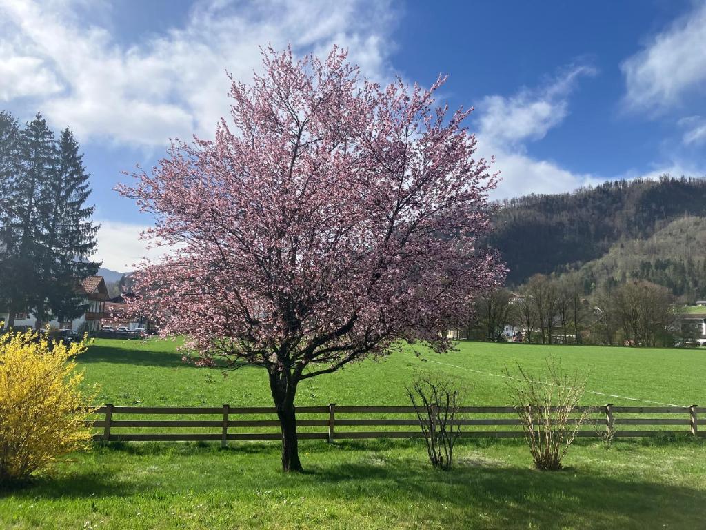 a tree in a field next to a fence at Open Garden Mountain Lodge in Oberaudorf