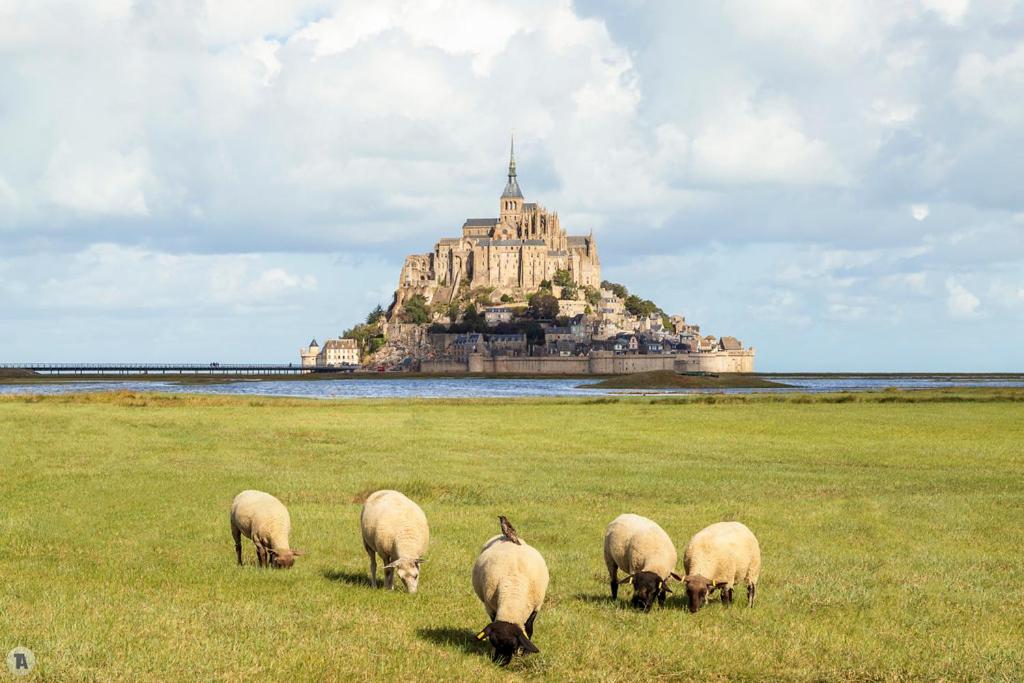 un grupo de ovejas pastando en un campo frente a un castillo en Vue unique sur le Mont St Michel, en Huisnes-sur-Mer