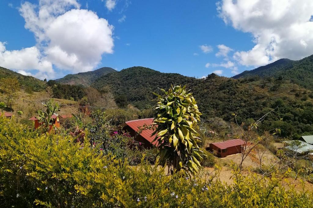 um monte de bananas numa árvore em frente a uma montanha em Mario´s Lodge Providencia em El Copey