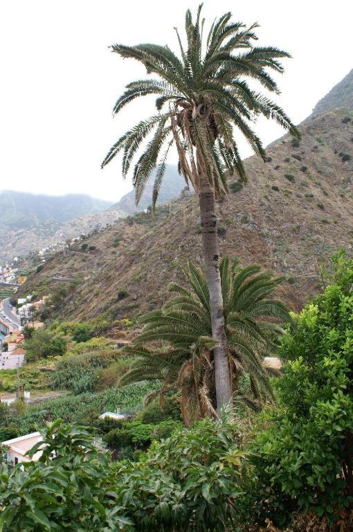 a palm tree on the side of a hill at Vivienda Vacacional Cuenca de Liria in Hermigua