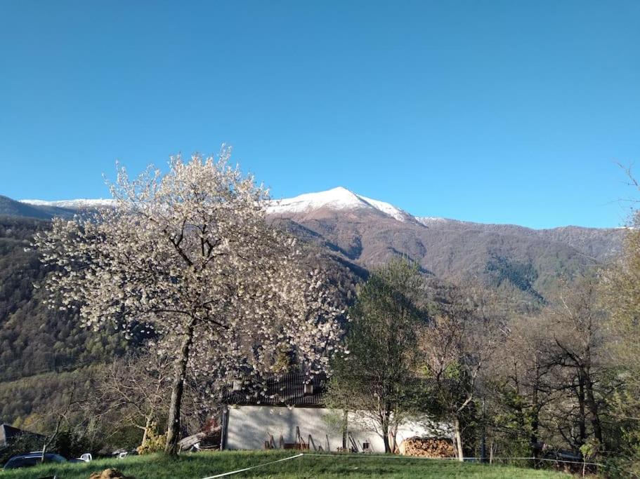 a snow covered mountain in the distance with a tree at Meira Patoc in Frassino