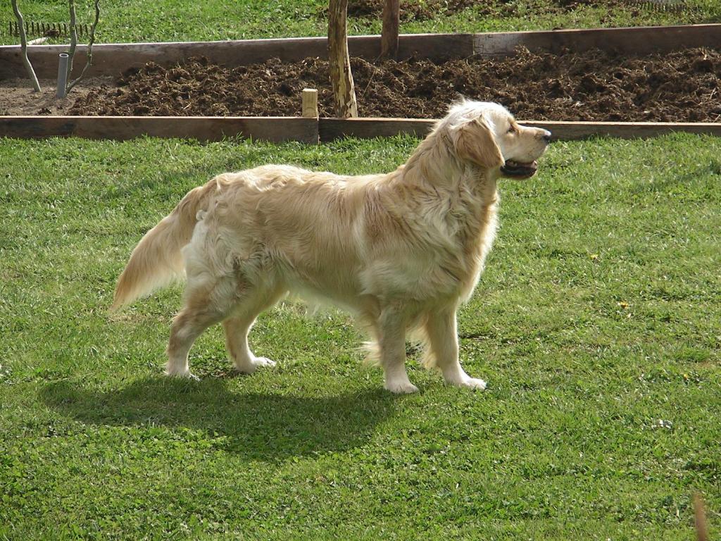 a dog standing in a field of grass at Maison Chabrat in Liginiac