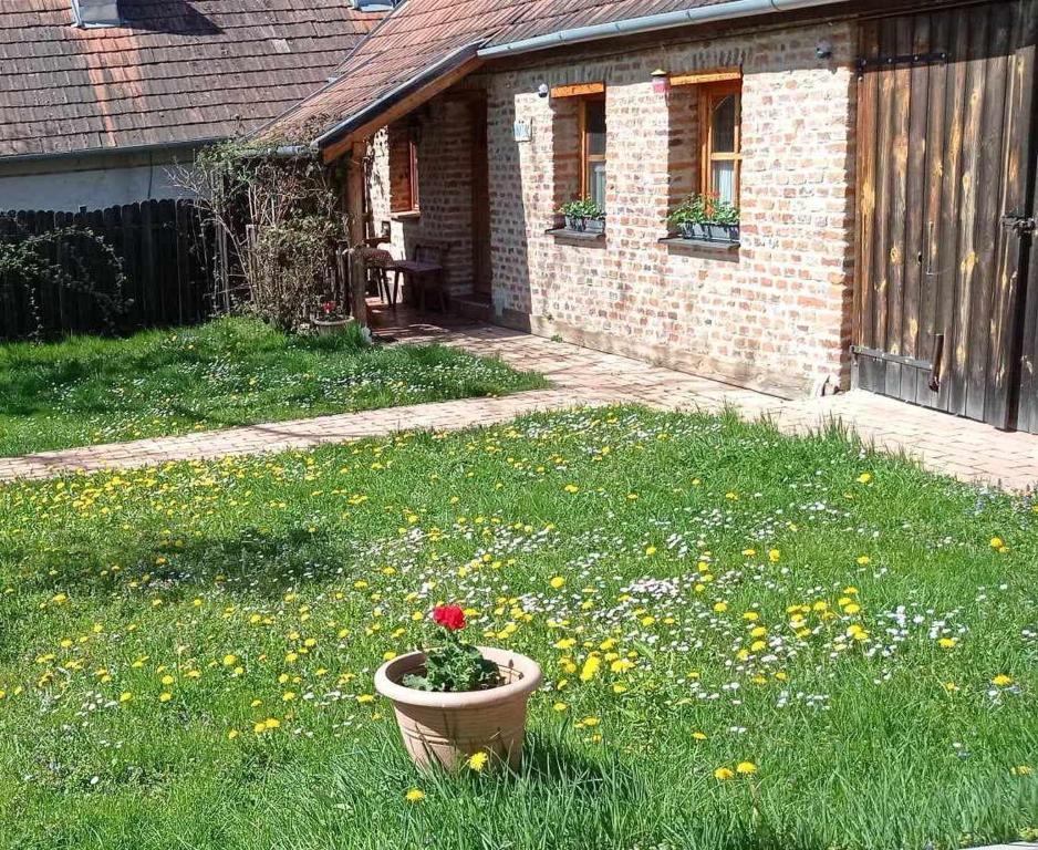 a plant in a pot in the yard of a house at Anna Lak in Magyarszombatfa