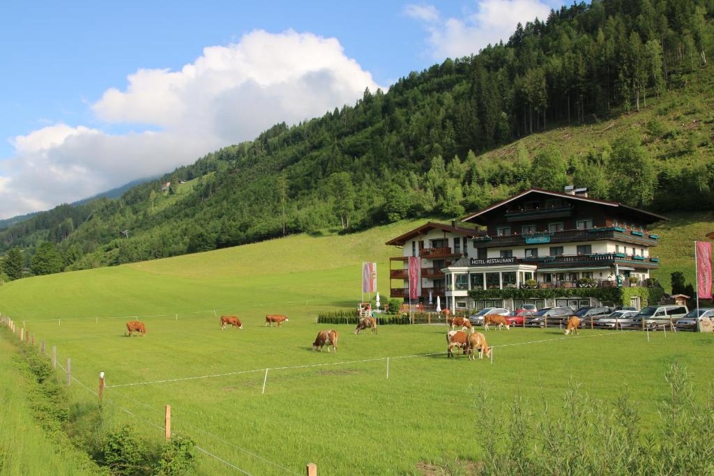 eine Kuhherde auf einem Feld vor einem Gebäude in der Unterkunft Landhaus Rohregger in Neukirchen am Großvenediger