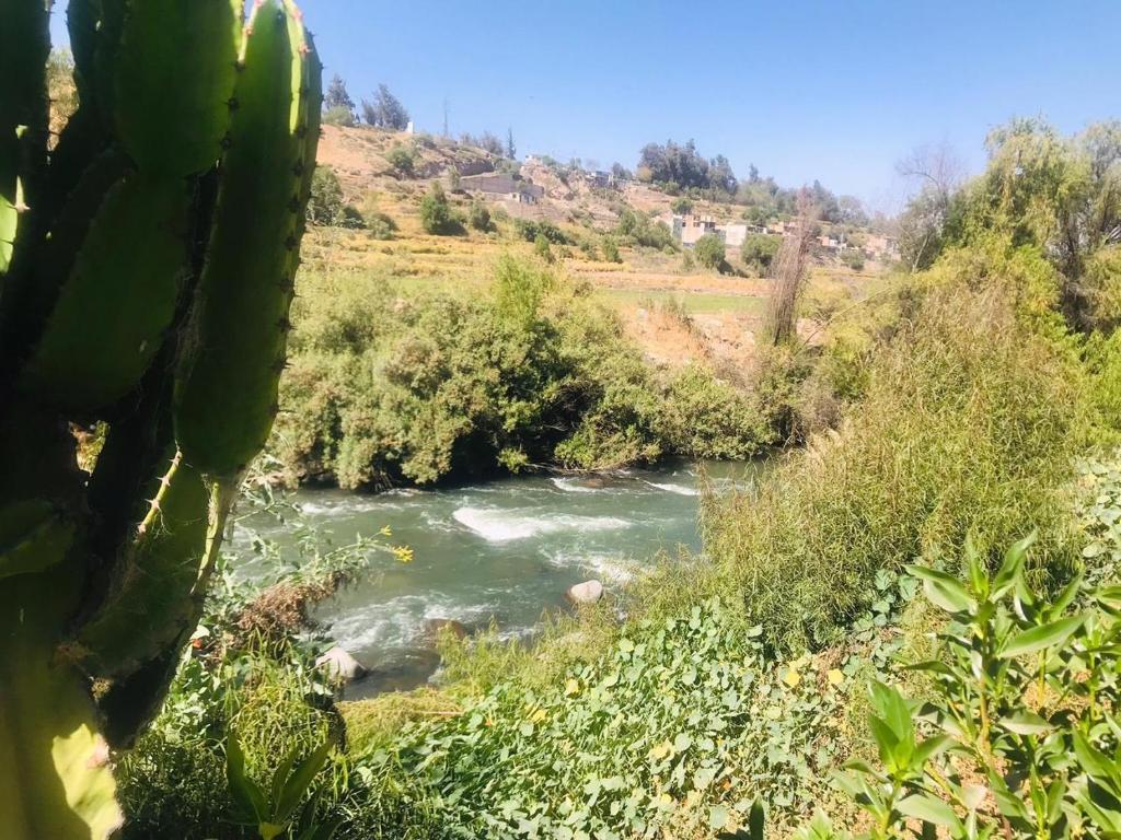 a river in a field with a cactus at Cabaña vista al rio in Arequipa