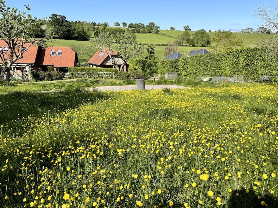 un campo lleno de flores amarillas en un campo en Little studio annexe en Marlow